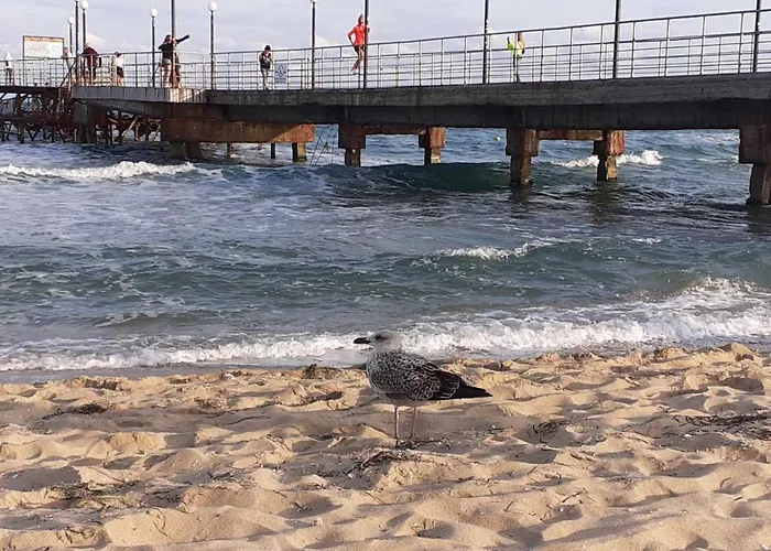 Chateau Del Mar C31a Sunny Daire *